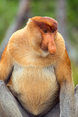 Naklejka premium Proboscis Monkey (Nasalis larvatus) endemic of Borneo. Male portrait with a huge nose.