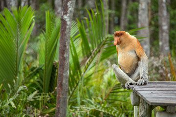 Proboscis Monkey (Nasalis larvatus) endemic of Borneo.  Male portrait with a huge nose.