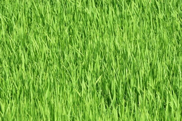Rice field  