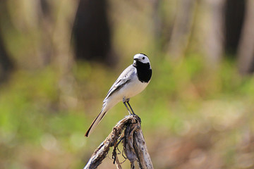 White Wagtail