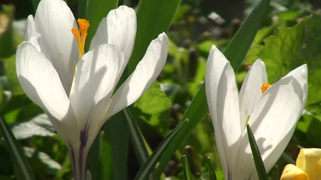 Wei&szlig;e Krokusbl&uuml;ten mit gelbem Stempel bewegen sich im Wind (Nahaufnahme)