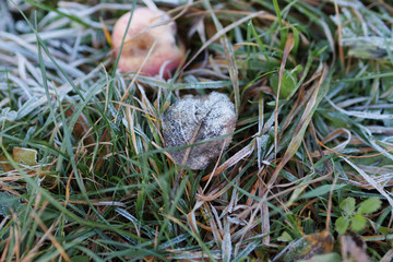 Welkendes Blatt mit Apfel