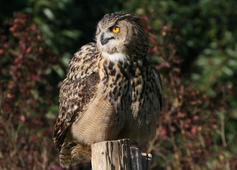 European Eagle Owl (Bubo bubo) 