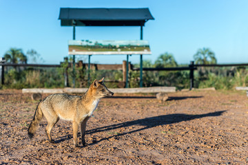 Mountain Fox on El Palmar National Park, Argentina