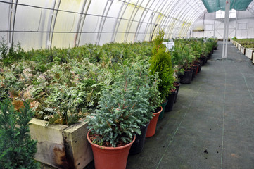 Polycarbonate greenhouses for growing cuttings of shrubs and ornamental crops in forestry