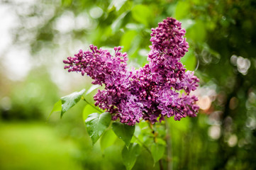 lilac in bloom