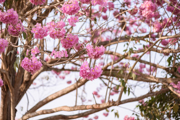 Tabebuia rosea is a Pink Flower neotropical tree