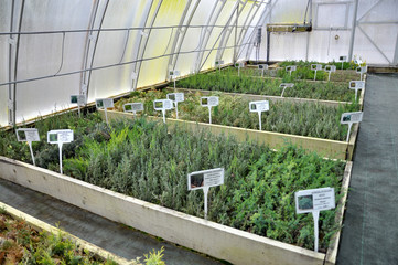 Polycarbonate greenhouses for growing cuttings of shrubs and ornamental crops in forestry