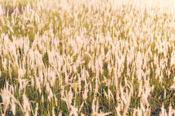 vintage grass flower field in nature