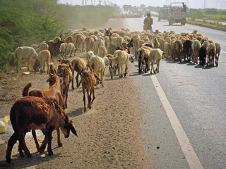 Papier Peint photo autocollant Moutons Goats and sheep being herded along the Gujarat state highway near Bhuj. The movement of livestock along main roads is commonplace locally 