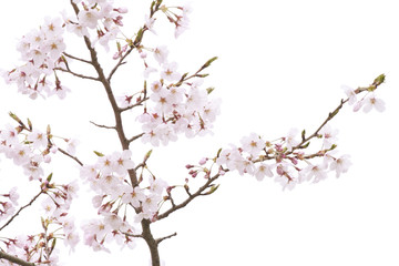 桜の素材
