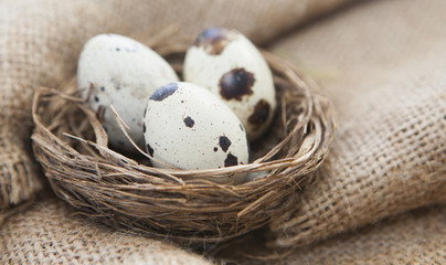 œufs de caille dans un nid 
