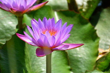 Obraz premium Beautiful flower background and view of bright lotus flower blooming in the lake