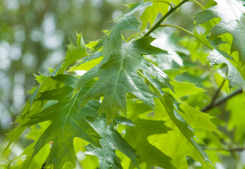 Close up of oak leaves at the tree
