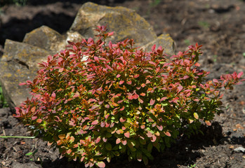 Ornamental barberry in garden
