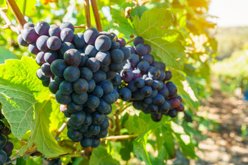 Close up vine grapes in champagne region in autumn harvest, Reims, France