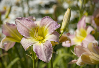 Beautiful lily in the countryside.