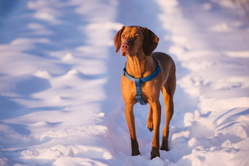 Hungarian vizsla winter walk