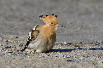 Wiedehopf bei der Futtersuche © Karin Jähne