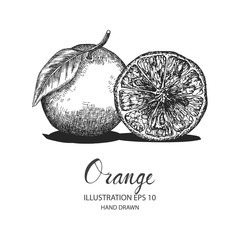 Orange hand drawn illustration by ink and pen sketch. Isolated vector design for fruit and vegetable products and health care goods.