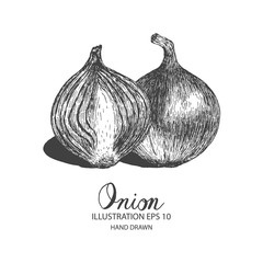 Onion hand drawn illustration by ink and pen sketch. Isolated vector design for fruit and vegetable products and health care goods.