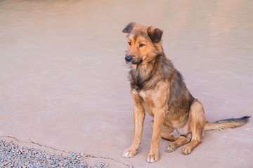 Homeless stray dog sitting on the concrete way - Brown dog, animal with copy space.