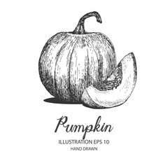 Pumpkin hand drawn illustration by ink and pen sketch. Isolated vector design for fruit and vegetable products and health care goods.