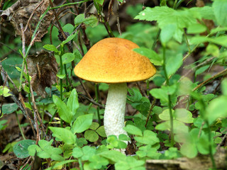 Orange-cap boletus in the autumn forest among grass and branches