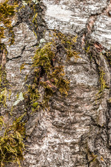 Tree bark