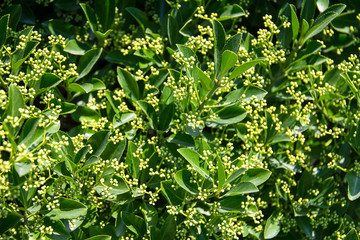 allspice with white flowers not blossoming closeup spring day in the garden