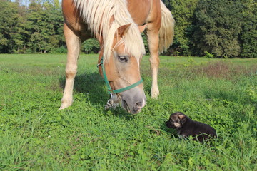 Cavallo e Cagnolino 6 © Alessandro Scutti