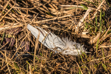 Feather on the ground
