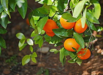 Mandarin or tangerine fruit garden