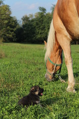 Cavallo e Cagnolino 1 © Alessandro Scutti