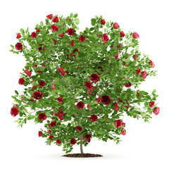 red rose shrub plant isolated on white background
