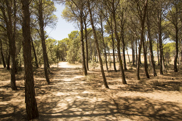 Road to Santiago from Los Arcos to Logroño