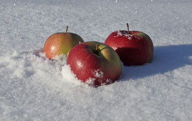 apples in the snow