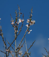 Bees collecting pollen from almond blossoms