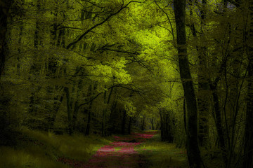 FORET CREUSOISE AU BORD DU BOURG D'HEM