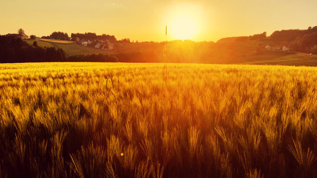 Sonnenuntergang im Weizenfeld