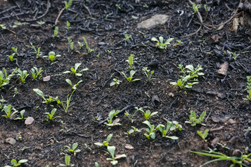 The grass grows after a fire