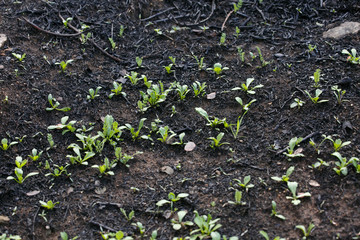 The grass grows after a fire