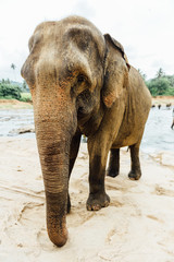 Elephant by the river