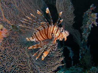 Lionfish / underwater shot, Ras Mohamed National Park, Sinai, Egypt, depth - 25m.