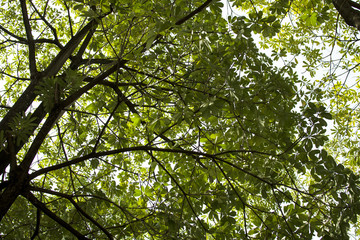 The leaves of the trees and the sky above.