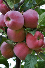 Ripe fruit apples on a tree branch with leaves