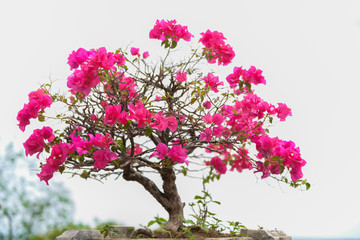 Pink blooming bougainvilleas against the blue sky
