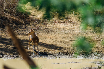Deer at safari