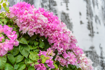 purple bougainvillea in garden