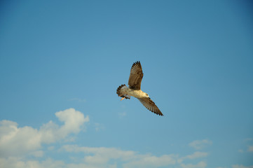 Seagull flying bird on the sky, wings